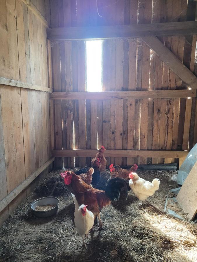 Borzytuchom Agroturystyka Kaszuby Villagehome מראה חיצוני תמונה